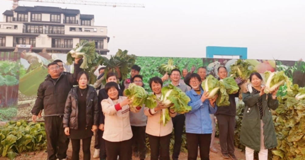 春風合院項目舉辦冬季蔬菜采摘活動